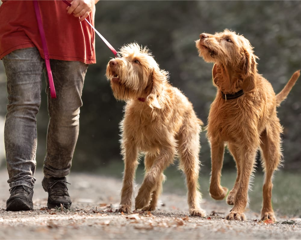 Napanee Veterinary Hospital in Napanee