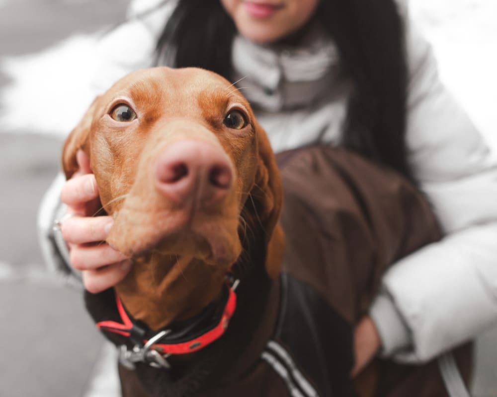 Dental Care, Napanee Vet