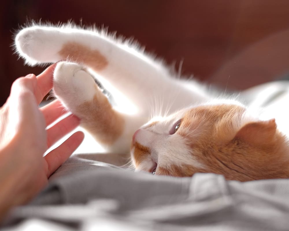 Grief Support in Napanee