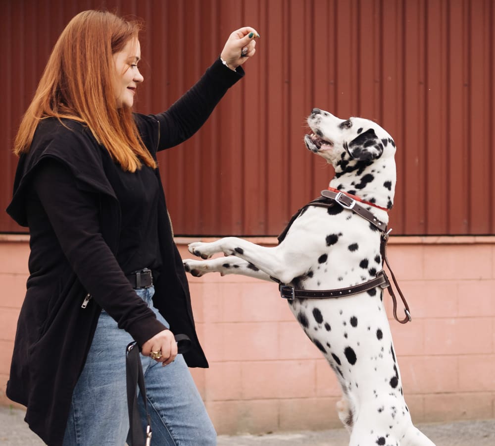 Napanee Veterinary Hospital in Napanee