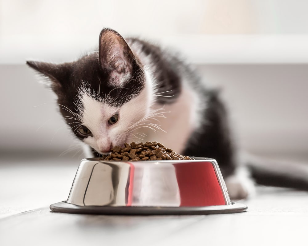 Nutrition Counselling for Pets, Napanee Vet