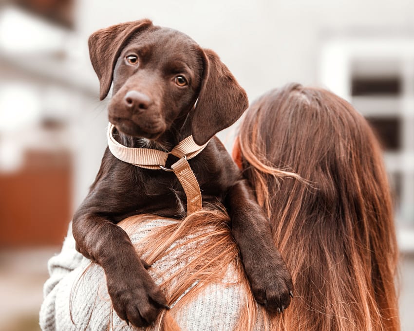 Surgery, Napanee Vet